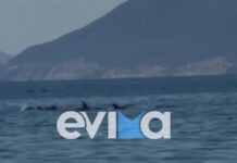 Απίστευτο θέαμα στην Εύβοια με κοπάδι δελφινιών να κολυμπά δίπλα στον κόσμο