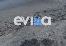 Εύβοια: Ανησυχία από τα χιλιάδες νεκρά ψάρια που γέμισαν παραλία