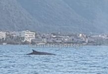 Καμένα Βούρλα: Φάλαινα – φυσητήρας έκανε βόλτες λίγα μέτρα από την ακτή – Δείτε βίντεο