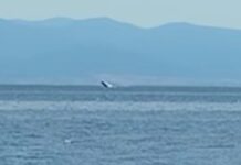 Φάλαινα κάνει βόλτες και βουτιές στην παραλία του Βόλου
