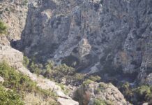 Φωτιά στο Ρέθυμνο: Περιορισμένες οι ζημιές στο Φοινικόδασος της Πρέβελης
