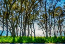 Καιρός: Στους 39°C η θερμοκρασία, άνεμοι στα 8 μποφόρ και αφρικανική σκόνη – Η πρόγνωση των επόμενων ημερών