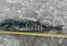 Λαγοκέφαλος γίγας άνω των 50 εκατοστών αλιεύτηκε σε παραλία στο Ηράκλειο