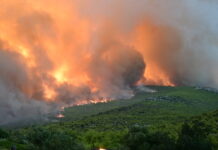Εθελοντές φροντίζουν σκυλάκι στη μεγάλη φωτιά στο Πόρτο Γερμενό