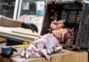 Συναγερμός από τα κρούσματα σαλμονέλας – Πιθανό η πηγή μόλυνσης να βρίσκεται εκτός Λαμίας, «αποφύγετε για 2-3 ημέρες το κοτόπουλο»