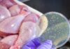 Λαμία: Συναγερμός στον ΕΟΔΥ για τα κρούσματα σαλμονέλας – Η ανακοίνωση του νοσοκομείου