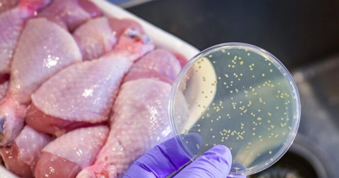 salmonela-istock-1333117917-1-1200x630.jpg