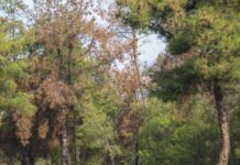 Απαγόρευση κυκλοφορίας στο Σέιχ Σου την Τετάρτη λόγω υψηλού κινδύνου πυρκαγιάς