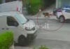 Βριλήσσια: Βίντεο ντοκουμέντα από το σημείο της επίθεσης του σκυλιού στον άνδρα – «Τα ρούχα του είχαν σκιστεί και είχε δαγκωματιές»