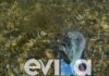 Εύβοια: Σπάνιο γιγάντιο χταπόδι έκλεψε τις εντυπώσεις σε παραλία, δείτε βίντεο