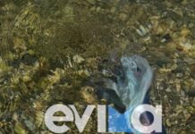 Εύβοια: Σπάνιο γιγάντιο χταπόδι έκλεψε τις εντυπώσεις σε παραλία, δείτε βίντεο