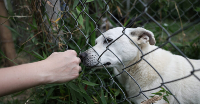 dog-r-1200x630.jpg
