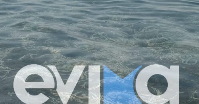 evoia2-22082026-1200x630.jpeg