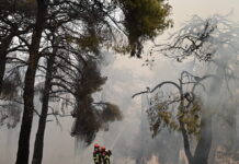 Δημοσθένης Σαρηγιάννης για φωτιές: Δραματικές και μη αναστρέψιμες επιπτώσεις στον άνθρωπο και το οικοσύστημα