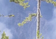 Χωρίς ενεργό μέτωπο η φωτιά στα Γρεβενά: Ενισχύθηκαν οι δυνάμεις της πυροσβεστικής