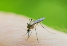 Ιός Δυτικού Νείλου: Στους 9 οι νεκροί, 45 κρούσματα σε μόλις μία εβδομάδα – Οι 13 περιοχές που βρίσκονται στο «κόκκινο»