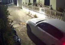 Φρίκη στην Κέρκυρα: Οδηγός αυτοκινήτου πατάει και σκοτώνει σκύλο που κοιμόταν – Πολύ σκληρό βίντεο