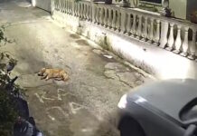 Κέρκυρα: Οργή για τον οδηγό που πάτησε και σκότωσε σκύλο που κοιμόταν – Οδηγείται στον εισαγγελέα