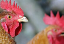 Άργος Ορεστικό: Τράβηξε όπλο στον γείτονα επειδή τον κατηγόρησε ότι του κλέβει κοτόπουλα