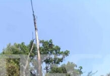 Φωτιά στη Χαλκιδική: Από πτώση δέντρου σε κολώνα ρεύματος φέρεται να ξεκίνησε η πυρκαγιά – Εικόνες από το «σημείο μηδέν»