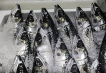 Ψάρια: Ποια κοστίζουν περισσότερο και σε ποια υπάρχουν ελλείψεις