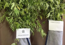 Ρόδος: Συνελήφθη 60χρονη για καλλιέργεια κάνναβης – Κατασχέθηκαν 10 δενδρύλλια