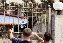Μάχη για να σωθούν όσο περισσότερα αδέσποτα ζώα από τις πυρόπληκτες ζώνες της Αττικοβοιωτίας