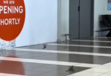 Θεσσαλονίκη: Σπουργίτια πετούν μέσα στο αεροδρόμιο «Μακεδονία» – Βίντεο με τους φτερωτούς «επιβάτες»