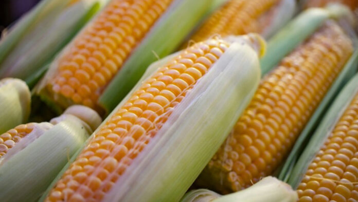 corn.jpg