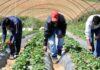 Αύξηση της νόμιμης μετανάστευσης μετά τον νέο νόμο – Στις 64.095 οι εγκρίσεις μετακλήσεων το πρώτο οκτάμηνο