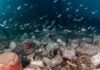 Χαλκιδική: Γεμάτος σκουπίδια ο βυθός στο Πόρτο Κουφό – Ανασύρθηκαν 11,5 τόνοι απορριμμάτων τα τελευταία 5 χρόνια