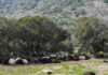 Ιωάννινα: Κεραυνός σκότωσε 88 πρόβατα και ανεμοστρόβιλος κατέστρεψε εγκαταστάσεις κτηνοτροφικής μονάδας