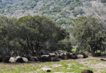 Ιωάννινα: Κεραυνός σκότωσε 88 πρόβατα και ανεμοστρόβιλος κατέστρεψε εγκαταστάσεις κτηνοτροφικής μονάδας