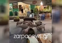 Χανιά: Γουρουνάκια πήγαν για καφέ και έκαναν βόλτα μπροστά σε μαγαζιά στον Βάμο Αποκορώνου