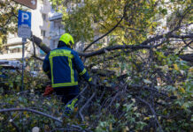 Τραγωδία στην Χαλκιδική: Δέντρο καταπλάκωσε και σκότωσε 65χρονο