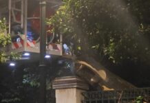 Πτώση μεγάλου δέντρου έξω από το Μέγαρο Μαξίμου: Κλειστή η Ηρώδου Αττικού