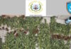 Πήλιο: Ξεριζώθηκαν 79 δενδρύλλια κάνναβης – Το ύψος τους ξεπερνούσε τα 2 μέτρα