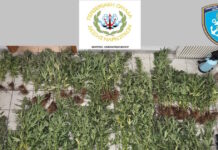 Πήλιο: Ξεριζώθηκαν 79 δενδρύλλια κάνναβης – Το ύψος τους ξεπερνούσε τα 2 μέτρα