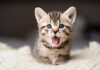 Purr happiness: Έχουν οι πιο ευτυχισμένες χώρες περισσότερες γάτες;