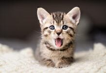 Purr happiness: Έχουν οι πιο ευτυχισμένες χώρες περισσότερες γάτες;