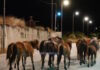 Κεφαλονιά: Άλογα καλπάζουν στη μέση του δρόμου Αργοστολίου – Πόρου, βίντεο