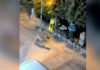 Χαλκιδική: Λύκος «κόβει» βόλτες δίπλα σε κάτοικο στη Νικήτη – Ανησυχία στην τοπική κοινωνία