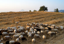 Λασίθι: Έκλεβαν αιγοπρόβατα και δήλωναν εικονικά ζώα για να παίρνουν επιδοτήσεις – Στο «μικροσκόπιο» ενισχύσεις 90.000 ευρώ