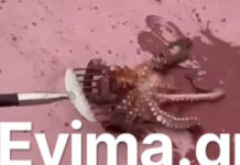 Εύβοια: Ψάρεψαν χταπόδι «γίγαντα» στο λιμάνι του Αλμυροποτάμου